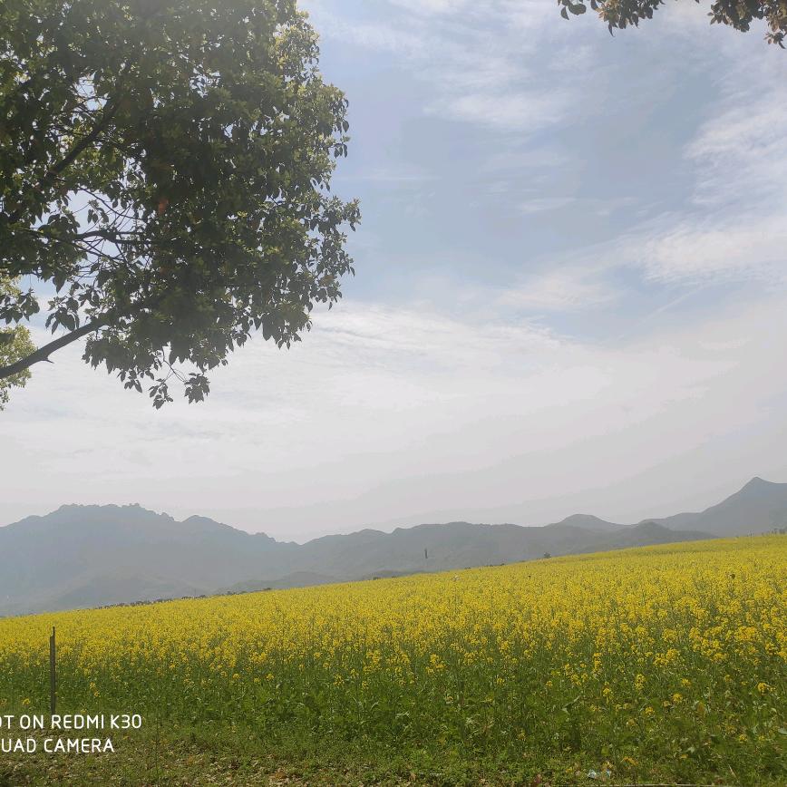 采小蘑菇的姑娘