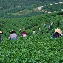 大老鼠