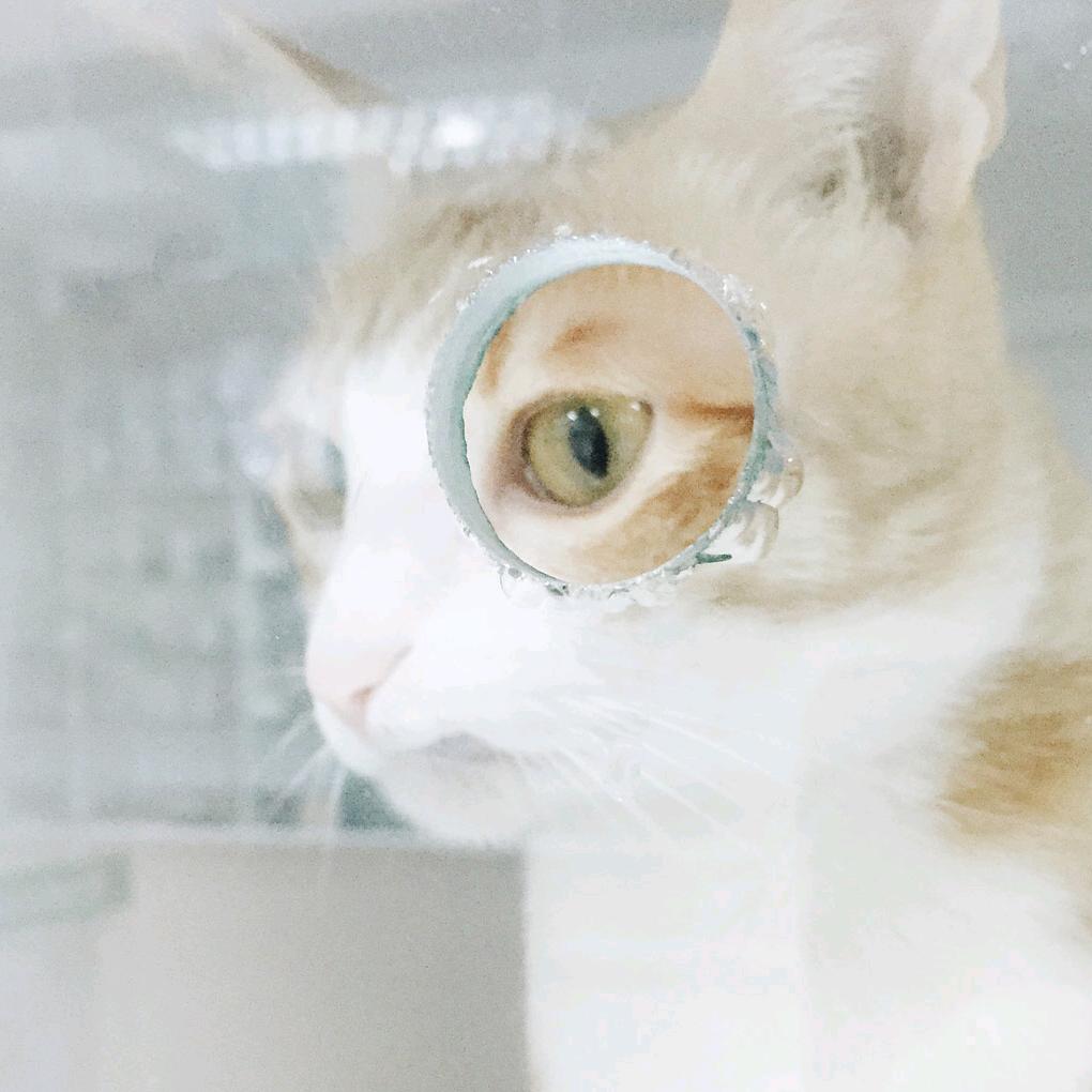 猫眼观爱