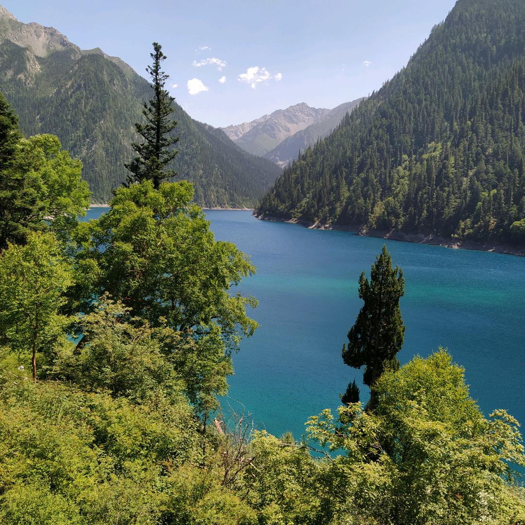 济源冬天里的青松