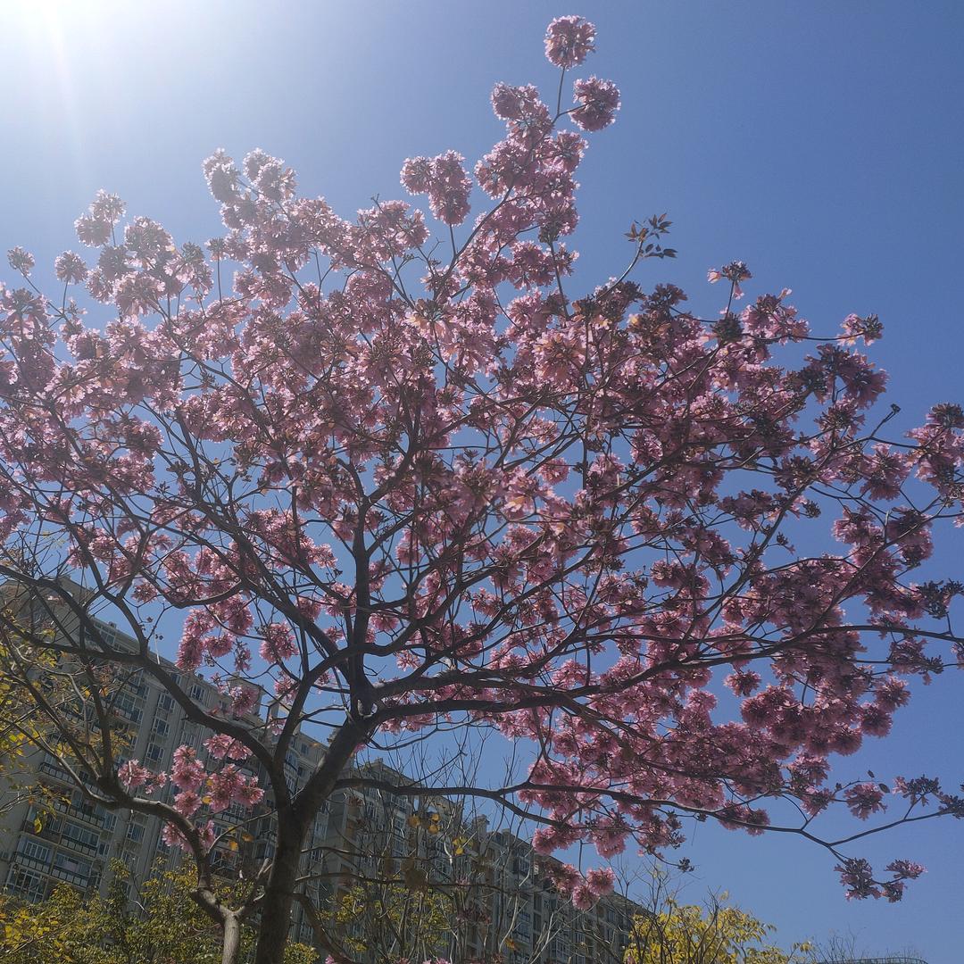 红红火火好剧分享