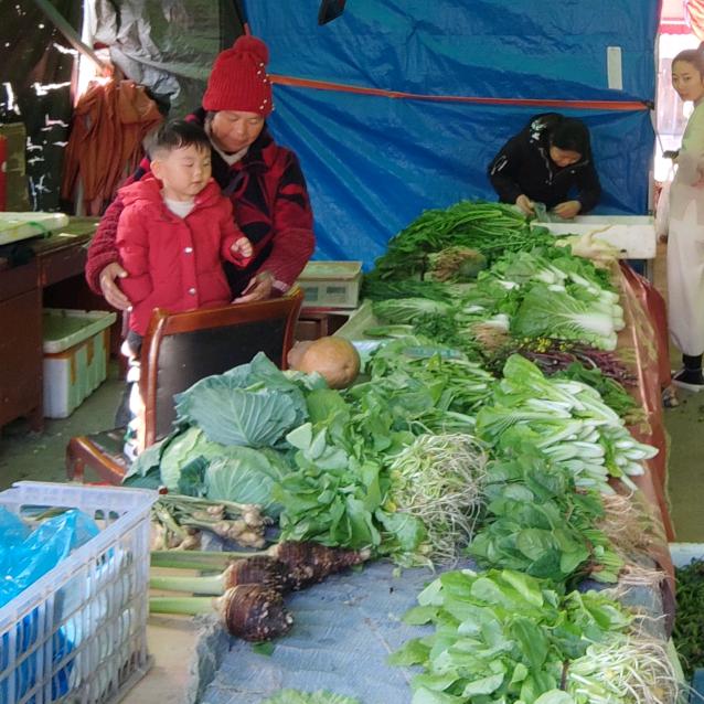 莱莱田园生活种业