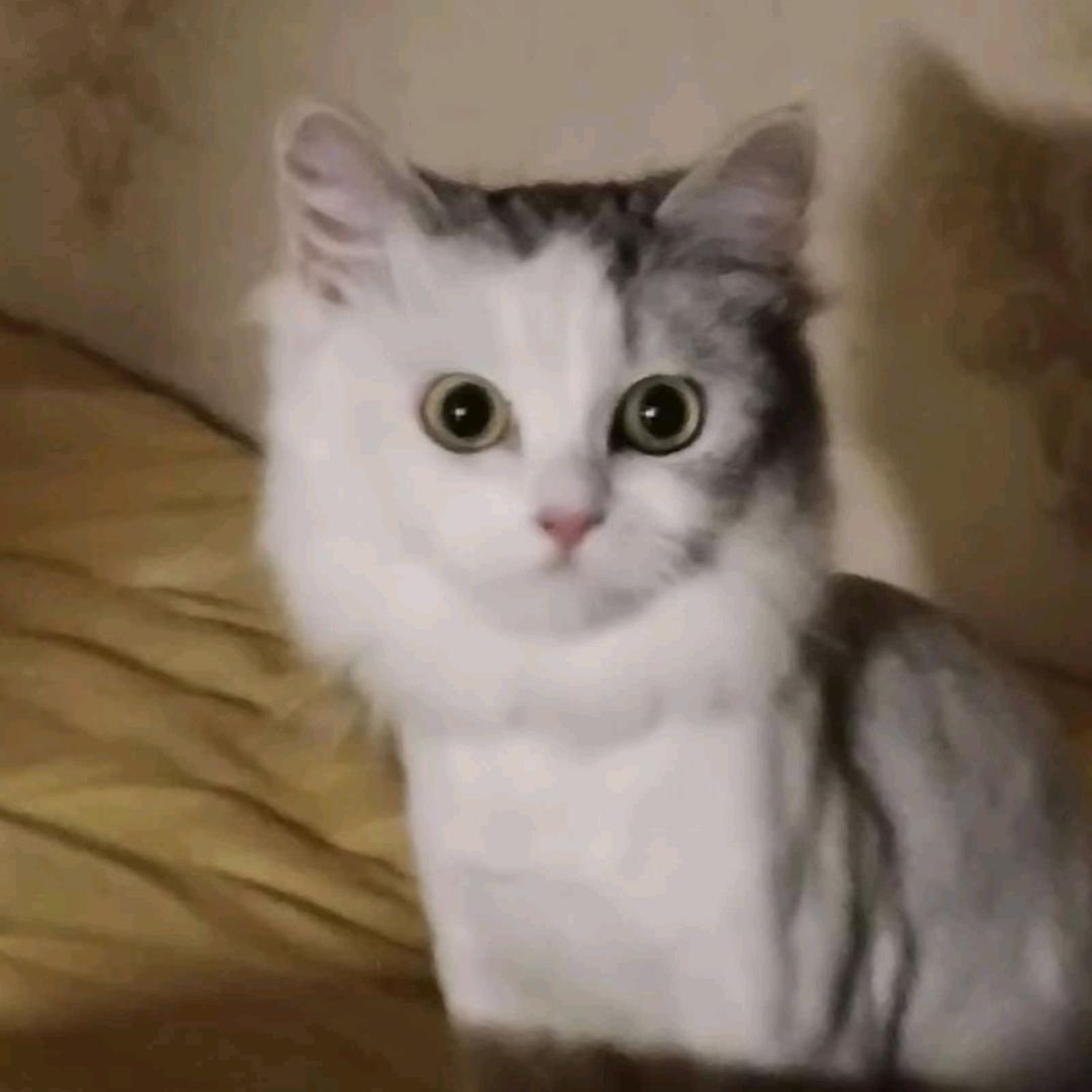 杯茶