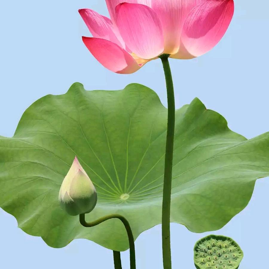 情歌