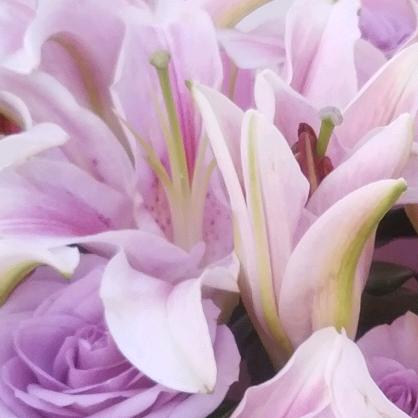 百合花（本人）