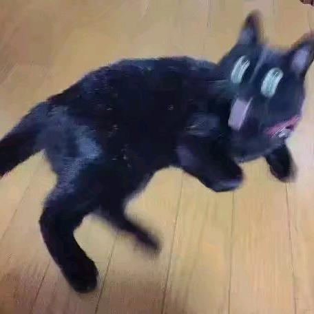 惊恐的猫咪