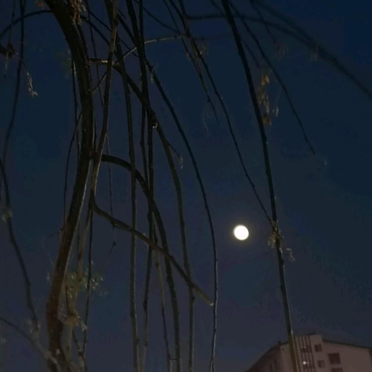 举头望明月头像