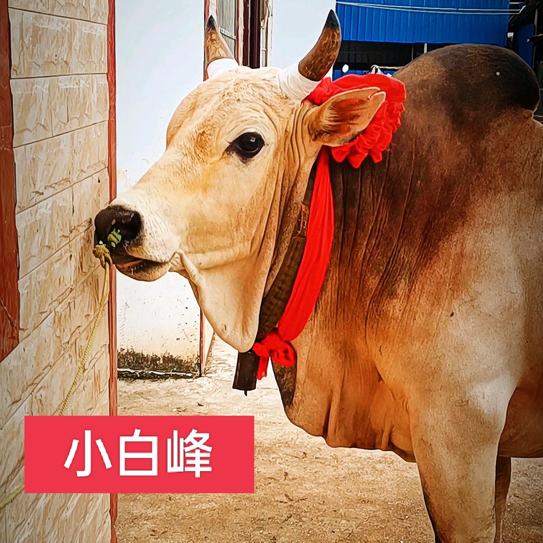 广西斗牛小龙哥