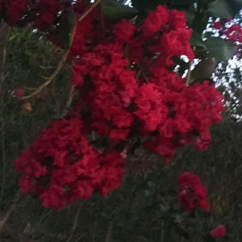 &ღ᭄明哥🕊꧔ꦿ᭄💞