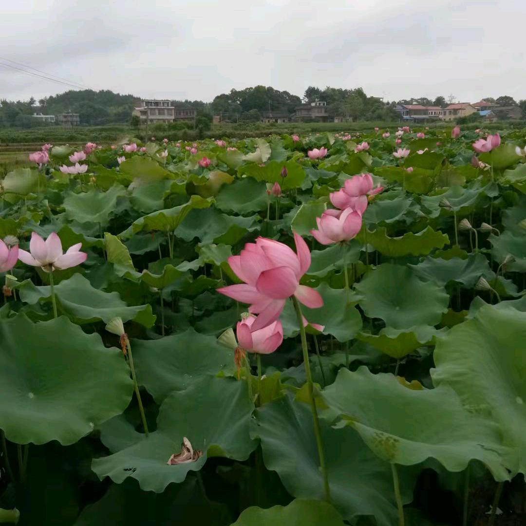 素念释怀