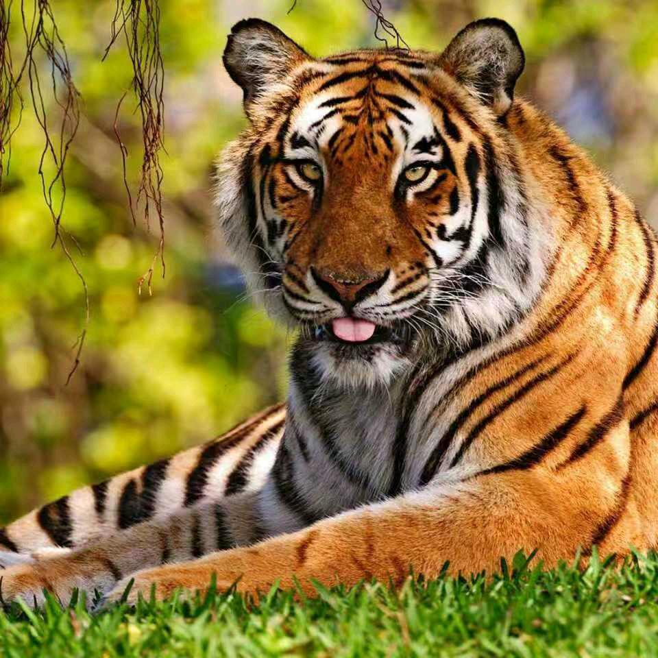 不离不弃🐯
