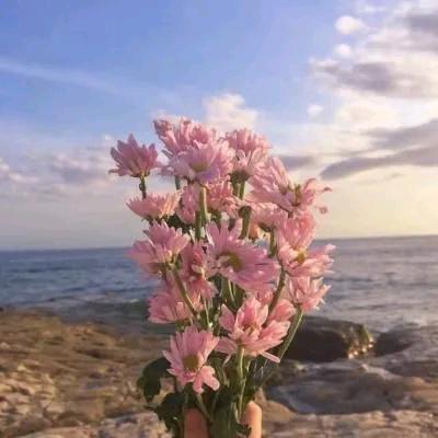 美菊