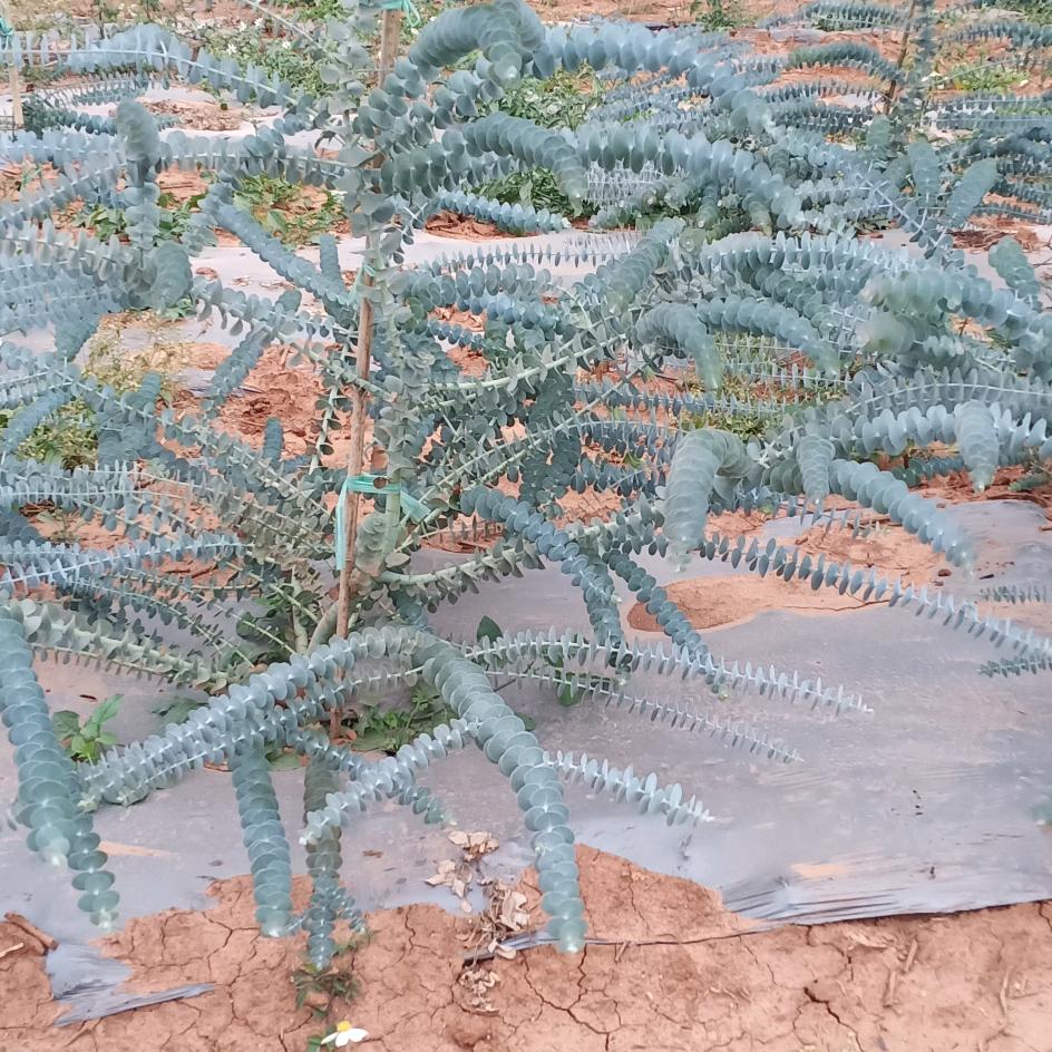 🌹潘🐍二💞妹