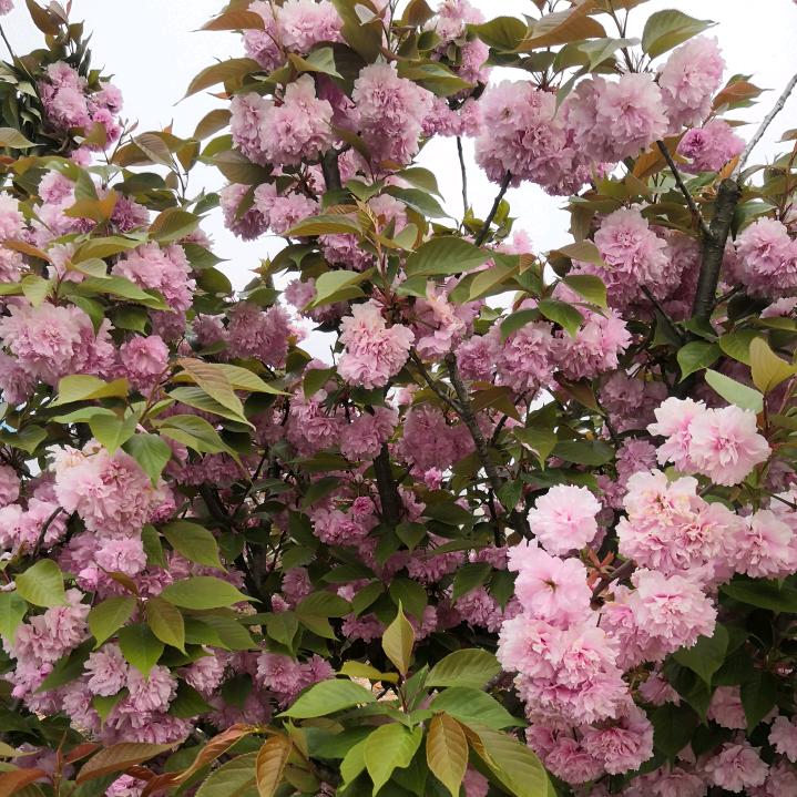 芝麻开花