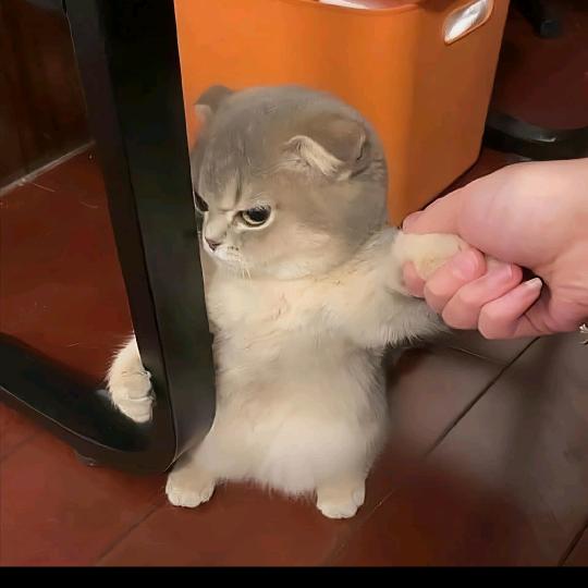 芒果说剧