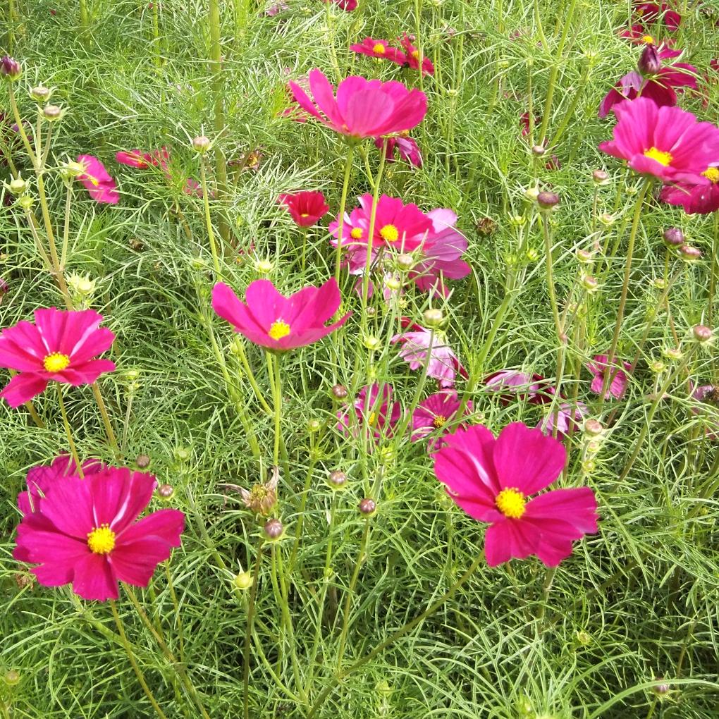 用户4741118743056舞动人生