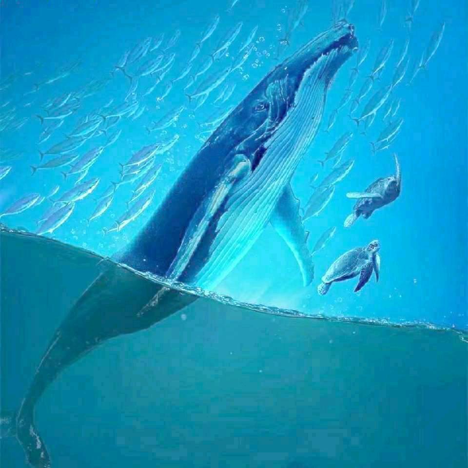 中年秃顶的章鱼哥~