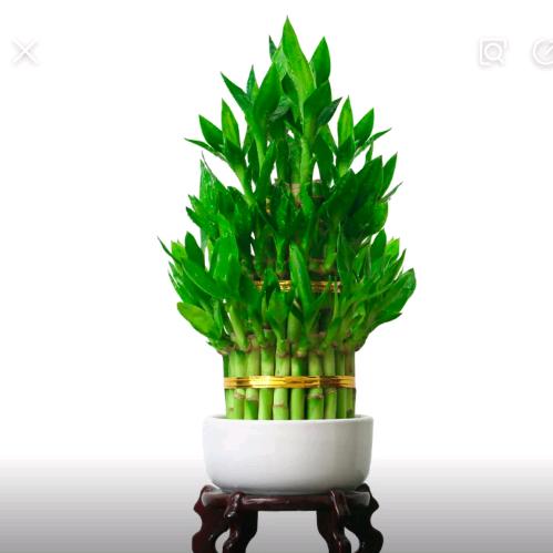陈珅河