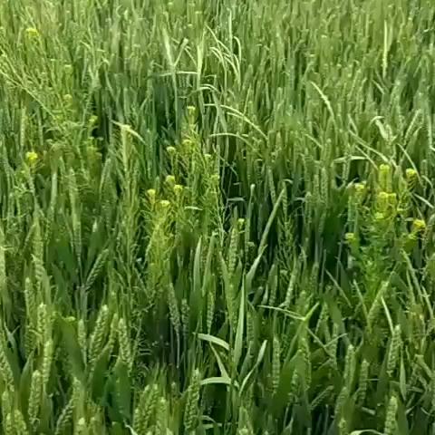 姝雅宝贝