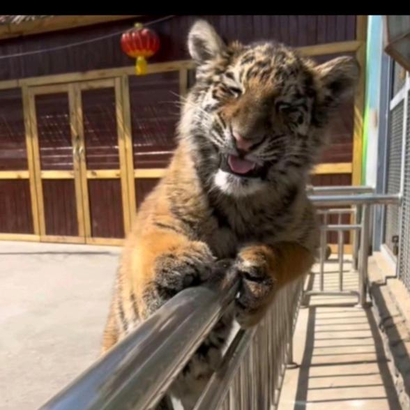 ༺❀扬名立万❀༻