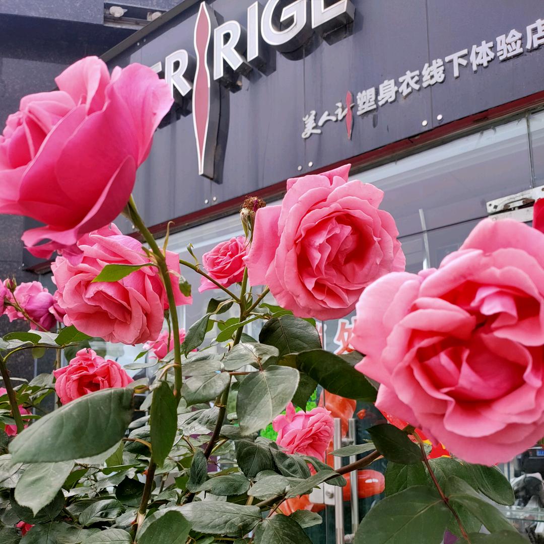 别样人生💋②美人计最美塑型师