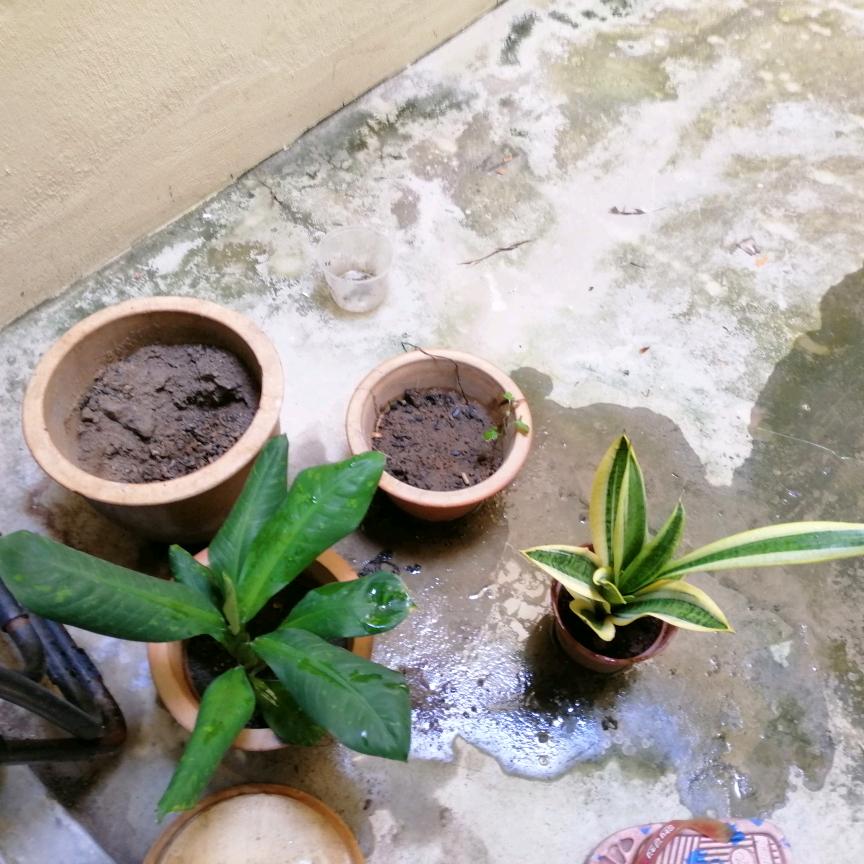 小熊眉头像
