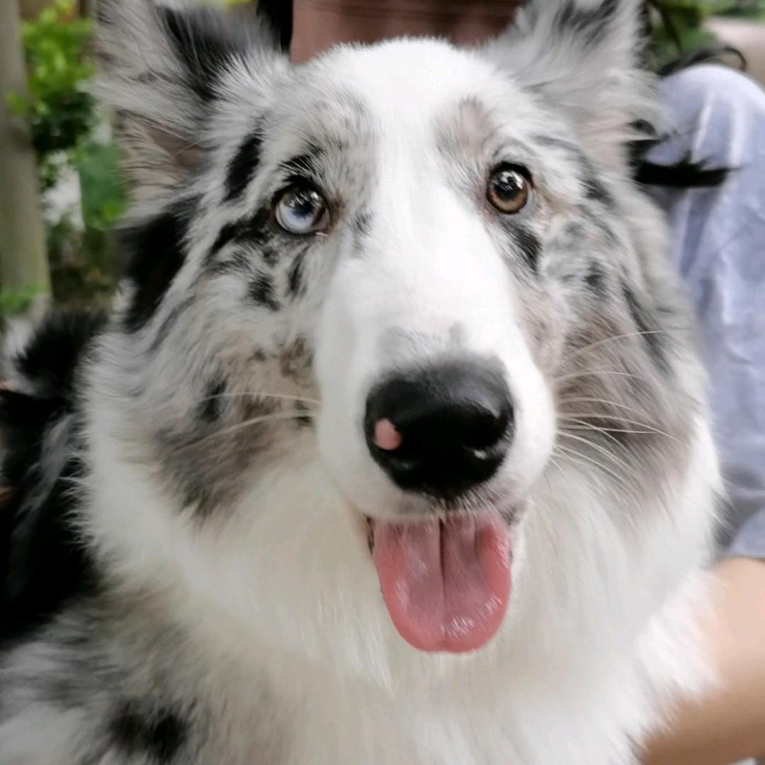 鱼蛋叹世界(边牧&土松)