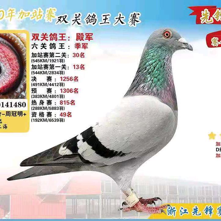 飞鹰鸽舍。程剑飞