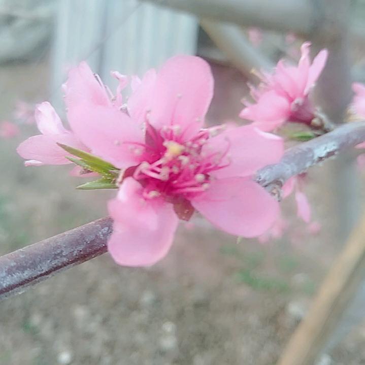 美丽的家乡