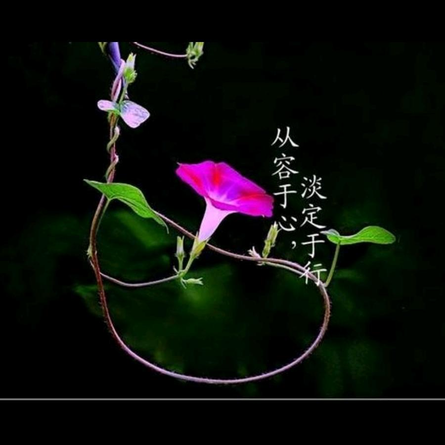 龙的传人(ZSM)