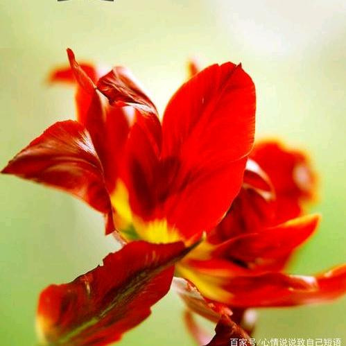 抖音号95694242365