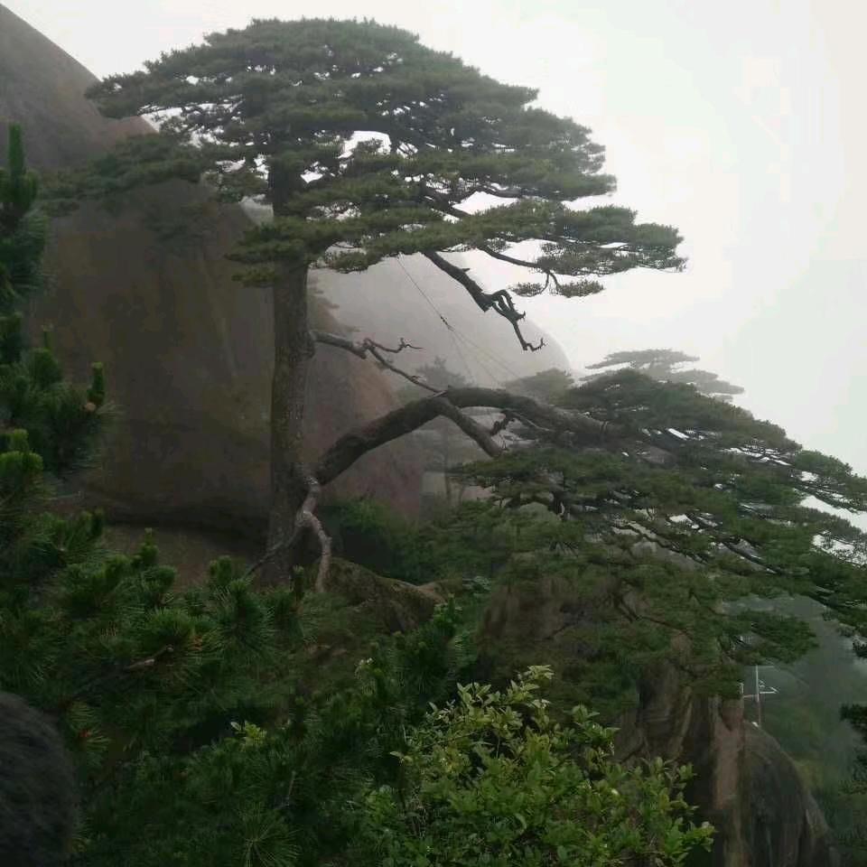 皖哥
