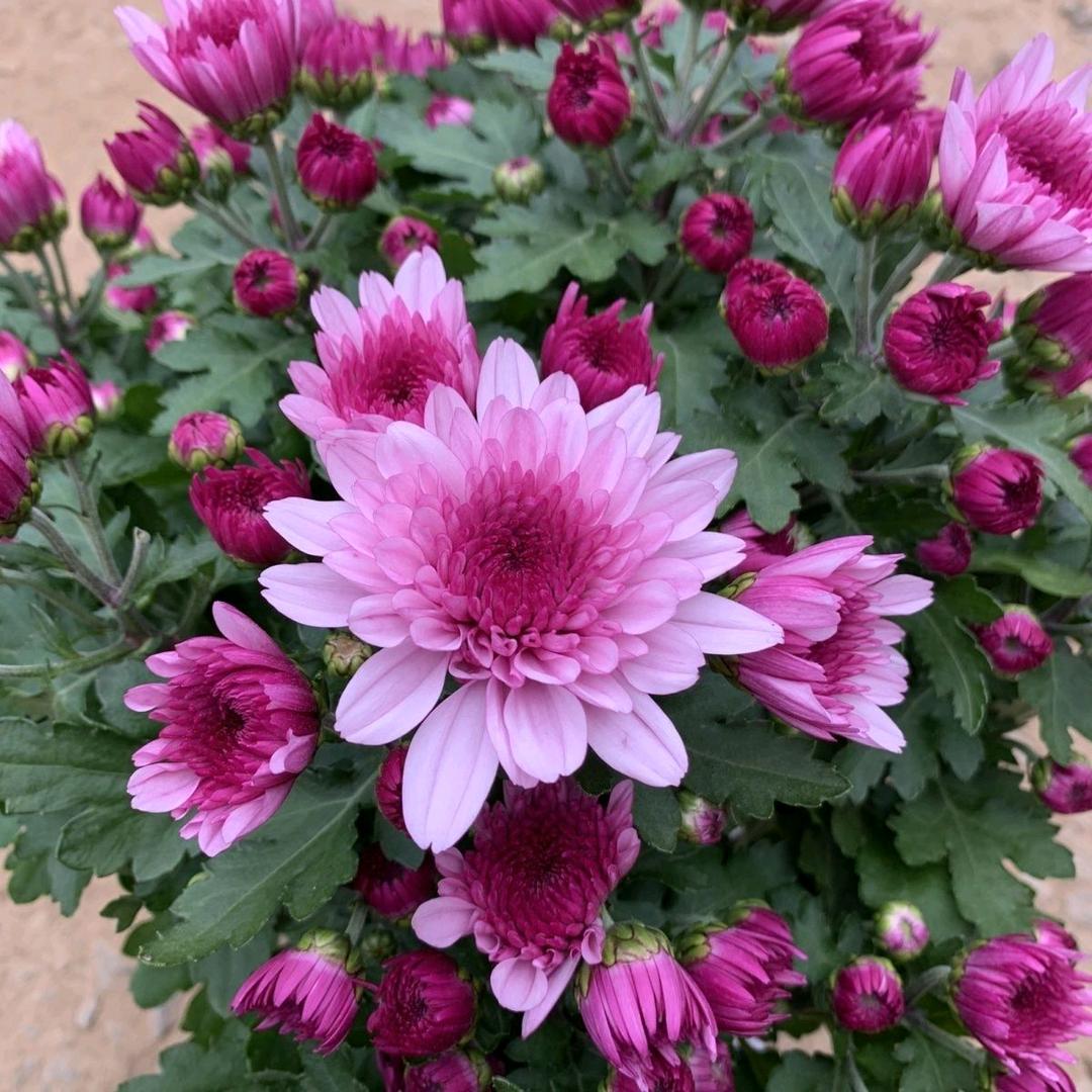 七里香花卉园艺