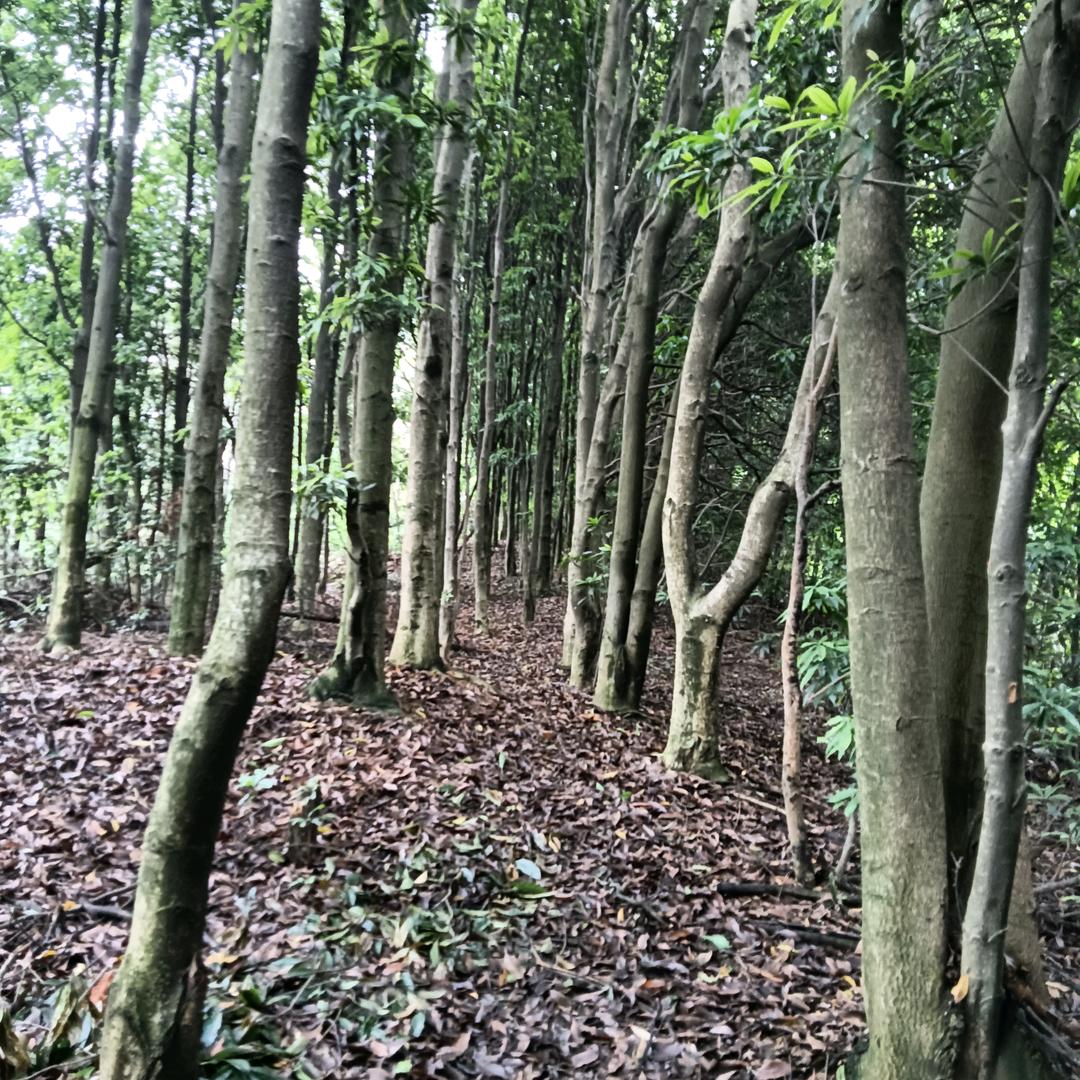 非选择题