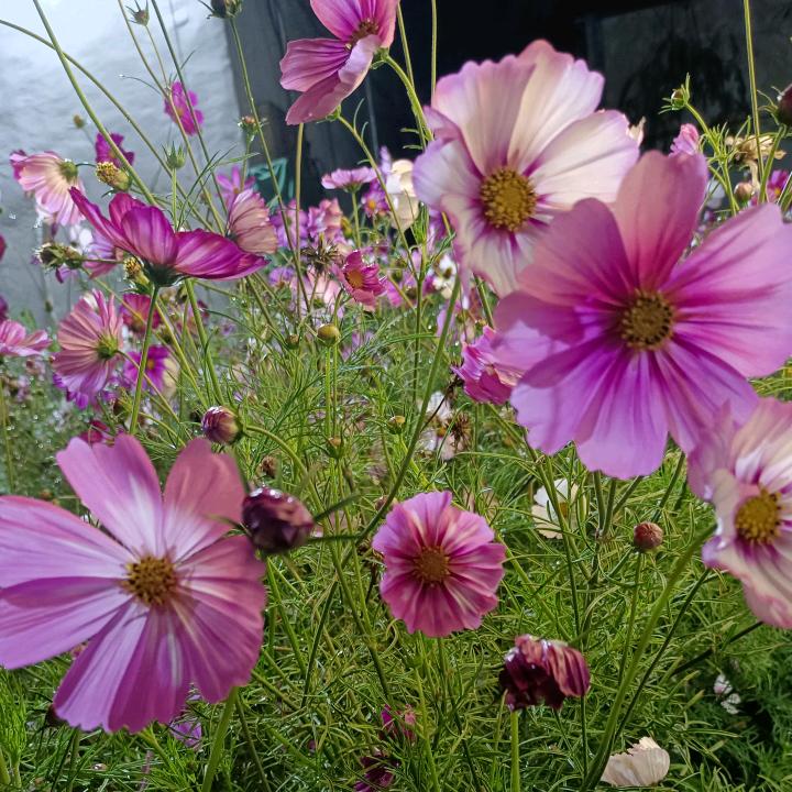 ❤ (ɔˆз(ˆ⌣ˆc)豌豆苗＼(＠＾０