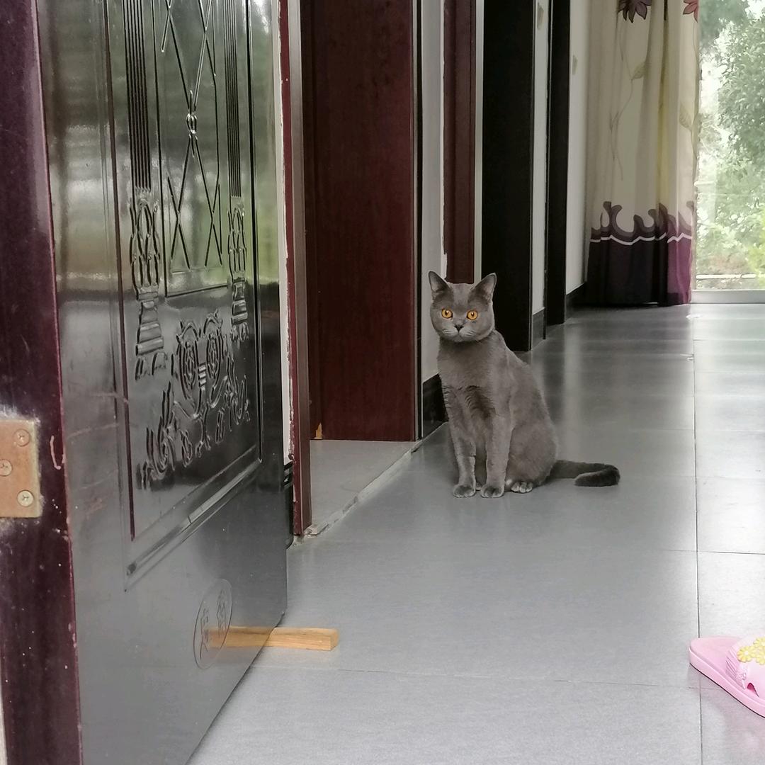 懒猫