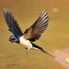 老区肉联厂门口店