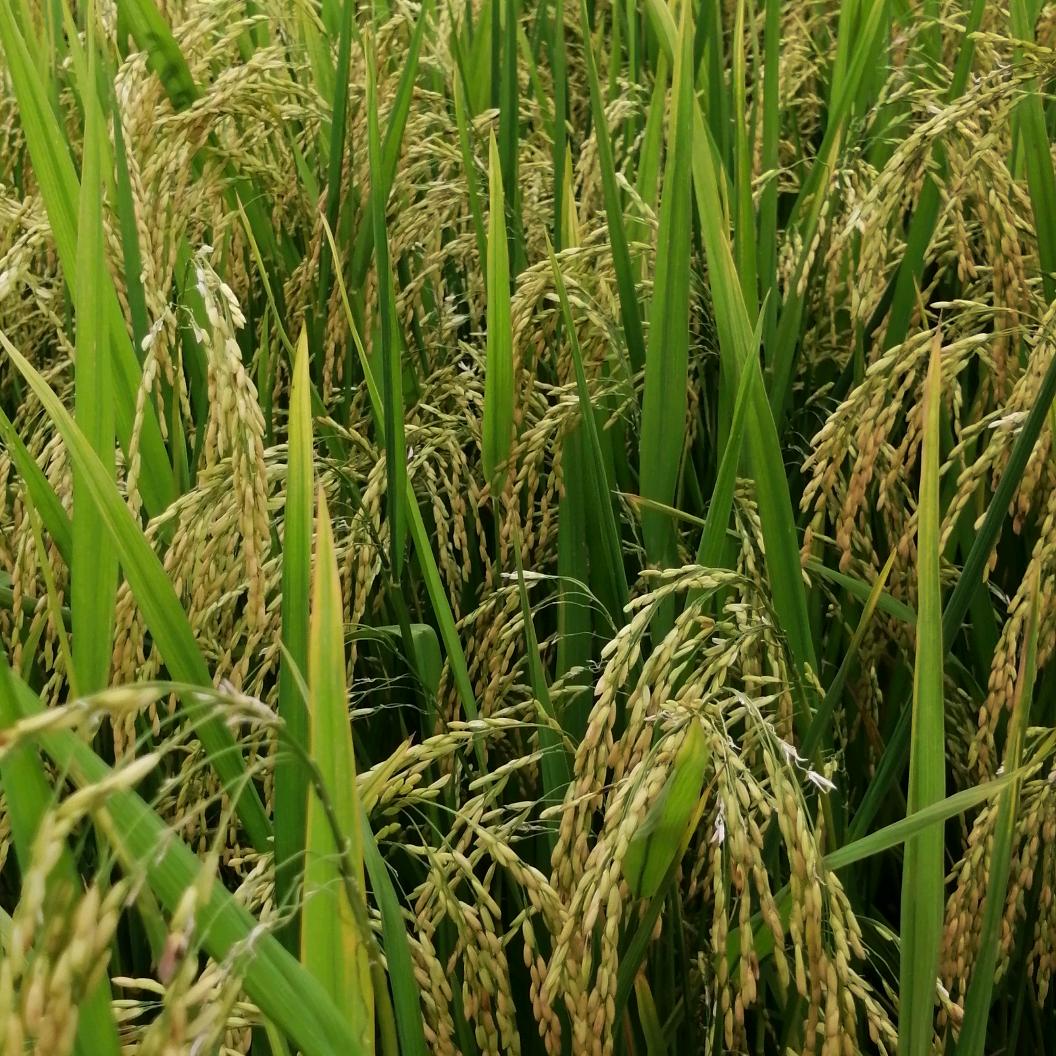 庄稼人