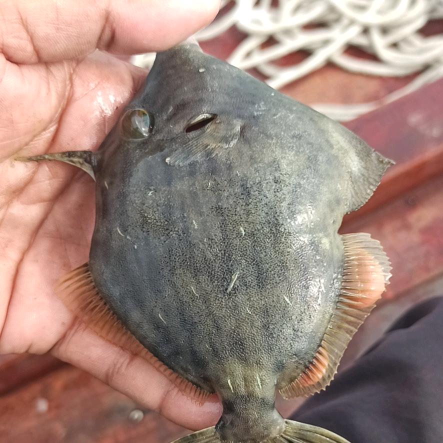 南澳海钓