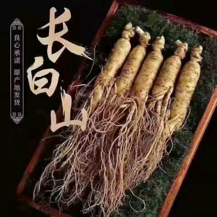 长白山有人参