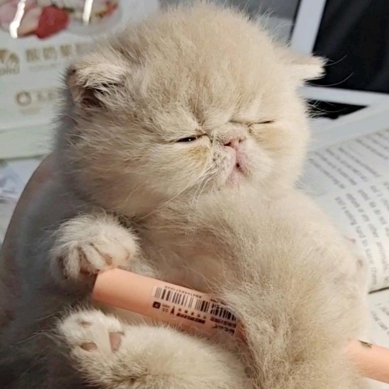 猫主臣