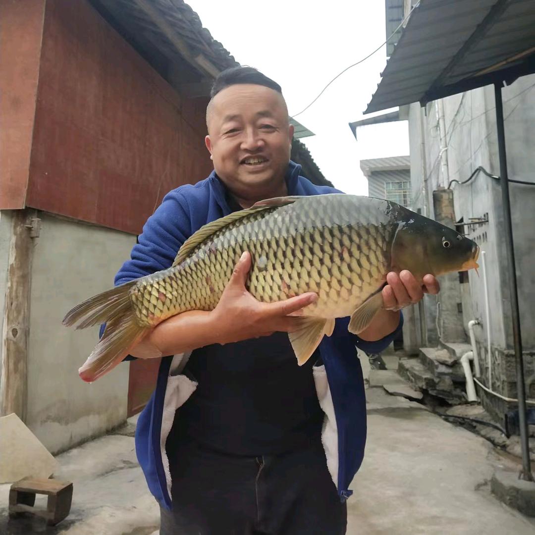 八哥@