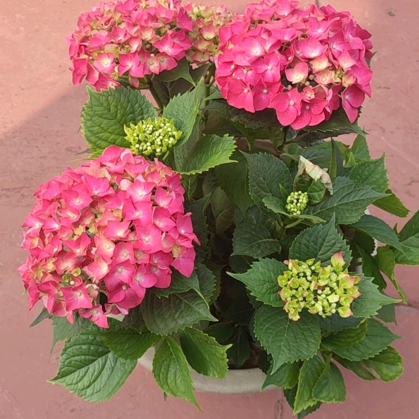 漂泊