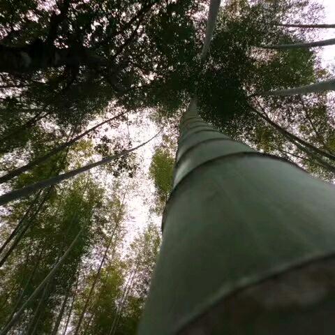 竹遍天下