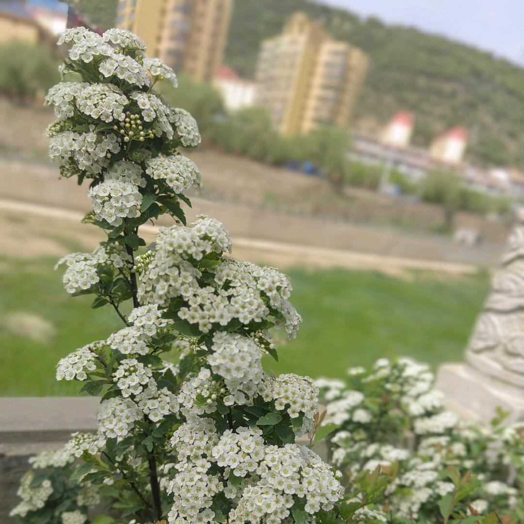 清风随缘