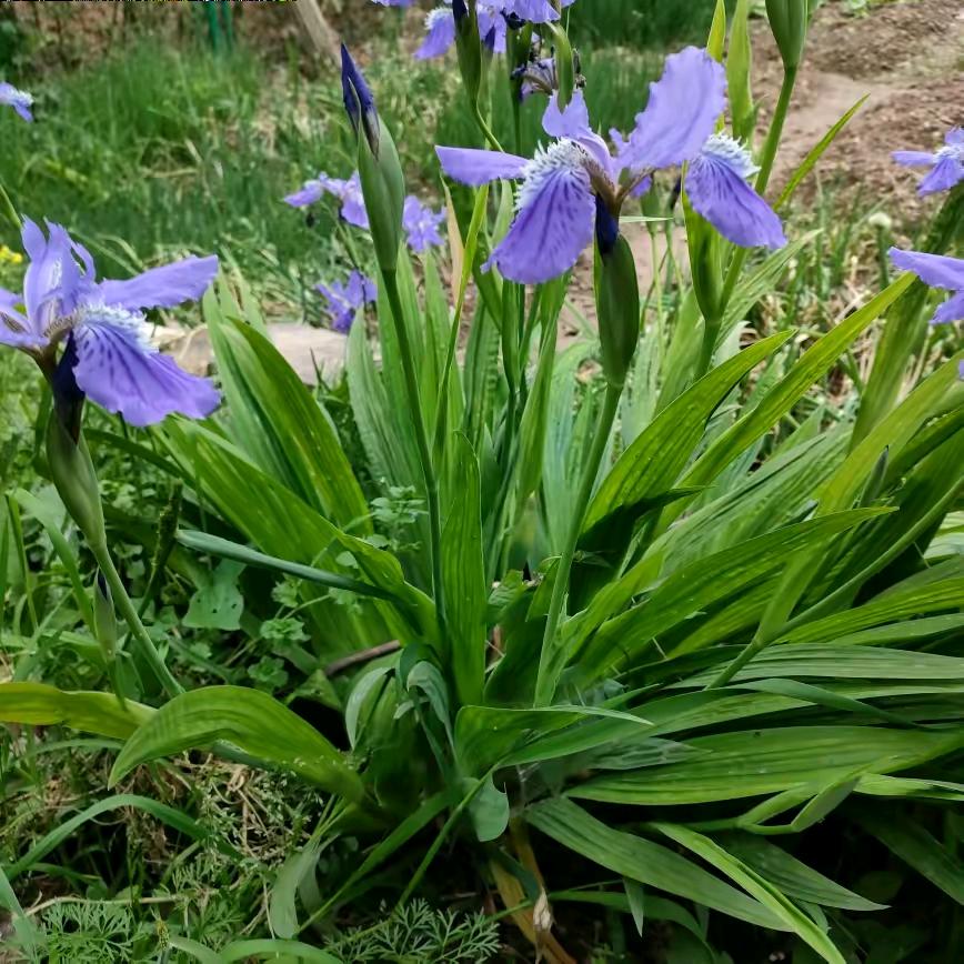 不善言谈(小薛)