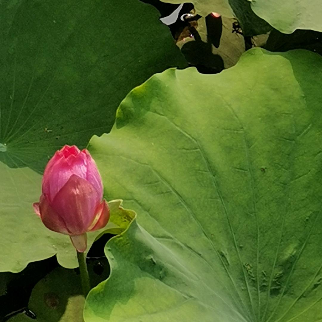 望穿秋水