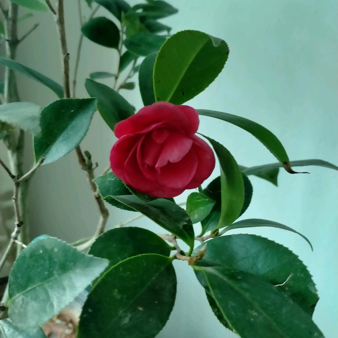 幸福一家