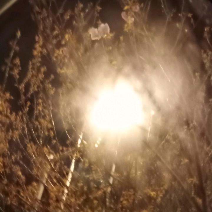 紫色风铃