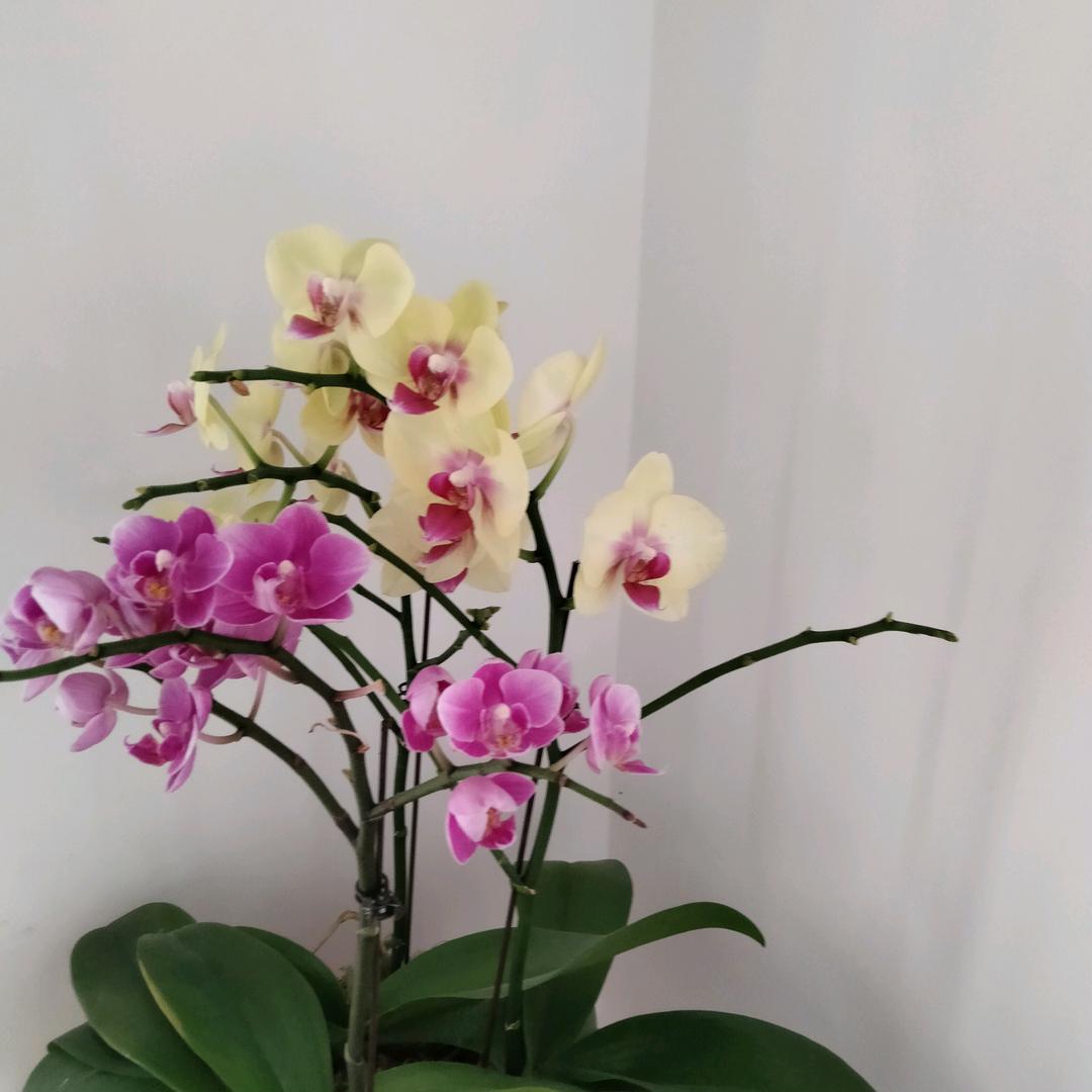 兰花子